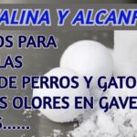 Diferencia entre el alcanfor y el naftaleno