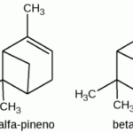 Diferencia entre el alfa y el beta pineno