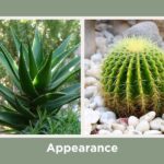 Diferencia entre el aloe vera y el cactus