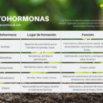 Diferencia entre el etileno y el ácido abscísico