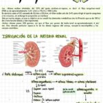 Diferencia entre el flujo plasmático renal y el flujo sanguíneo renal