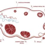 Diferencia entre el folículo de De Graaf y el cuerpo lúteo
