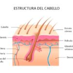 Diferencia entre el folículo piloso y la raíz del cabello