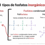 Diferencia entre el fosfato alcalino y el fosfato ácido