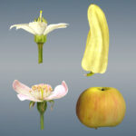 Diferencia entre el fruto verdadero y el fruto falso