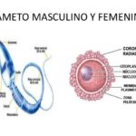 Diferencia entre el gametofito masculino y femenino