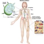 Diferencia entre el ganglio linfático y el bazo