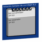 Diferencia entre el gel apilable y el gel separador