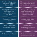 Diferencia entre el genotipo SS y SC