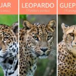Diferencia entre el guepardo el leopardo y el jaguar