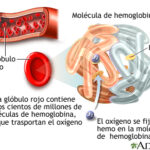 Diferencia entre el hierro y la hemoglobina