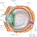 Diferencia entre el humor acuoso y el humor vítreo