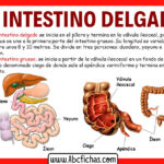 Diferencia entre el intestino delgado y el grueso