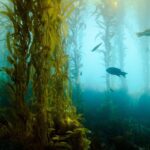 Diferencia entre el kelp y las algas marinas