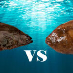 Diferencia entre el lenguado y el fletán