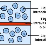 Diferencia entre el líquido intersticial y el líquido extracelular