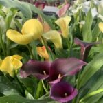 Diferencia entre el lirio de cala y el lirio arum