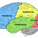 Diferencia entre el lóbulo parietal cerebral y el lóbulo occipital