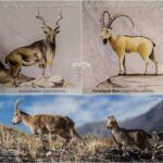 Diferencia entre el markhor y el íbice