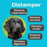 Diferencia entre el moquillo y el parvovirus