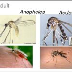 Diferencia entre el mosquito Aedes y el mosquito Anopheles