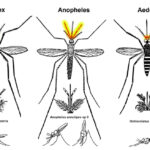 Diferencia entre el mosquito Culex y el mosquito Anopheles