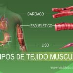 Diferencia entre el músculo cardíaco esquelético y el músculo liso