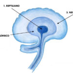 Diferencia entre el neocórtex y la corteza cerebral