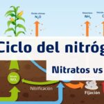 Diferencia entre el nitrato de amonio y la urea