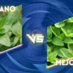 Diferencia entre el orégano y la mejorana