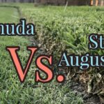 Diferencia entre el pasto Bermuda y el pasto San Agustín