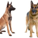 Diferencia entre el pastor alemán y el malinois belga
