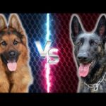 Diferencia entre el pastor holandés King Shepherd y el pastor alemán