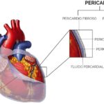 Diferencia entre el pericardio visceral y parietal