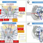 Diferencia entre el perineo y el peritoneo