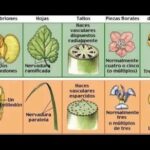 Diferencia entre embrión de monocotiledónea y dicotiledónea