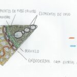 Diferencia entre Endarca y Exarca