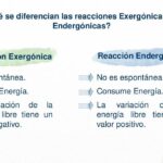 Diferencia entre endergónico y exergónico