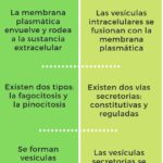 Diferencia entre endocitosis y exocitosis