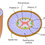 Diferencia entre endodermis y epidermis