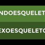 Diferencia entre endoesqueleto y exoesqueleto
