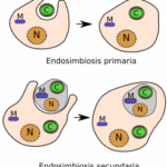 Diferencia entre endosimbiosis primaria y secundaria