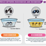 Diferencia entre endósmosis y exósmosis