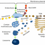 Diferencia entre endosoma y lisosoma