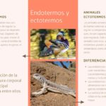 Diferencia entre endotermo y homeotermo