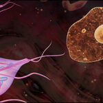 Diferencia entre Entamoeba histolytica y Giardia lamblia