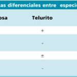 Diferencia entre Enterococcus faecalis y Faecium