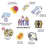 Diferencia entre envejecimiento y senescencia