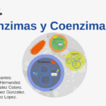Diferencia entre enzima y coenzima