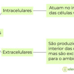 Diferencia entre enzimas intracelulares y extracelulares